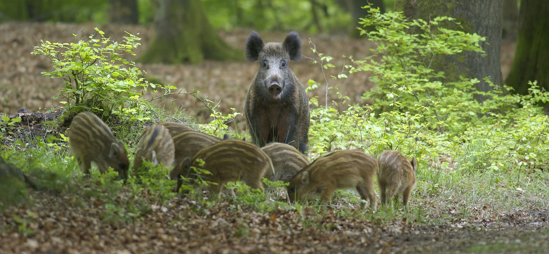 Wild zwijn Natuurmonumenten